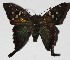  ( - 16-SRNP-31236)  @14 [ ] CreativeCommons  Attribution Non-Commercial Share-Alike (2017) Daniel H. Janzen Guanacaste Dry Forest Conservation Fund