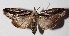  ( - 16-SRNP-341)  @14 [ ] CreativeCommons  Attribution Non-Commercial Share-Alike (2017) Daniel H. Janzen Guanacaste Dry Forest Conservation Fund