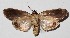  ( - 16-SRNP-341)  @13 [ ] CreativeCommons  Attribution Non-Commercial Share-Alike (2017) Daniel H. Janzen Guanacaste Dry Forest Conservation Fund