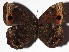  ( - 16-SRNP-35304)  @11 [ ] CreativeCommons  Attribution Non-Commercial Share-Alike (2017) Daniel H. Janzen Guanacaste Dry Forest Conservation Fund