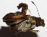  ( - 16-SRNP-40036)  @12 [ ] CreativeCommons  Attribution Non-Commercial Share-Alike (2017) Daniel H. Janzen Guanacaste Dry Forest Conservation Fund