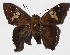  ( - 16-SRNP-45056)  @14 [ ] CreativeCommons  Attribution Non-Commercial Share-Alike (2017) Daniel H. Janzen Guanacaste Dry Forest Conservation Fund