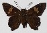  ( - 16-SRNP-45470)  @14 [ ] CreativeCommons  Attribution Non-Commercial Share-Alike (2017) Daniel H. Janzen Guanacaste Dry Forest Conservation Fund