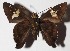  ( - 16-SRNP-45708)  @14 [ ] CreativeCommons  Attribution Non-Commercial Share-Alike (2017) Daniel H. Janzen Guanacaste Dry Forest Conservation Fund