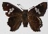  ( - 16-SRNP-45714)  @14 [ ] CreativeCommons  Attribution Non-Commercial Share-Alike (2017) Daniel H. Janzen Guanacaste Dry Forest Conservation Fund