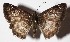  ( - 16-SRNP-45827)  @14 [ ] CreativeCommons  Attribution Non-Commercial Share-Alike (2017) Daniel H. Janzen Guanacaste Dry Forest Conservation Fund