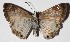  ( - 16-SRNP-45827)  @14 [ ] CreativeCommons  Attribution Non-Commercial Share-Alike (2017) Daniel H. Janzen Guanacaste Dry Forest Conservation Fund