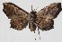  ( - 16-SRNP-45843)  @11 [ ] CreativeCommons  Attribution Non-Commercial Share-Alike (2017) Daniel H. Janzen Guanacaste Dry Forest Conservation Fund