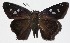  ( - 16-SRNP-45961)  @13 [ ] CreativeCommons  Attribution Non-Commercial Share-Alike (2017) Daniel H. Janzen Guanacaste Dry Forest Conservation Fund