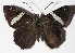  ( - 16-SRNP-45988)  @14 [ ] CreativeCommons  Attribution Non-Commercial Share-Alike (2017) Daniel H. Janzen Guanacaste Dry Forest Conservation Fund
