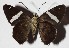  ( - 16-SRNP-45988)  @14 [ ] CreativeCommons  Attribution Non-Commercial Share-Alike (2017) Daniel H. Janzen Guanacaste Dry Forest Conservation Fund
