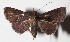  ( - 16-SRNP-46021)  @13 [ ] CreativeCommons  Attribution Non-Commercial Share-Alike (2017) Daniel H. Janzen Guanacaste Dry Forest Conservation Fund