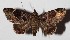  ( - 16-SRNP-46072)  @14 [ ] CreativeCommons  Attribution Non-Commercial Share-Alike (2017) Daniel H. Janzen Guanacaste Dry Forest Conservation Fund