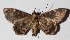  ( - 16-SRNP-46072)  @14 [ ] CreativeCommons  Attribution Non-Commercial Share-Alike (2017) Daniel H. Janzen Guanacaste Dry Forest Conservation Fund