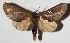  ( - 16-SRNP-46102)  @14 [ ] CreativeCommons  Attribution Non-Commercial Share-Alike (2017) Daniel H. Janzen Guanacaste Dry Forest Conservation Fund