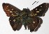  ( - 16-SRNP-46106)  @14 [ ] CreativeCommons  Attribution Non-Commercial Share-Alike (2017) Daniel H. Janzen Guanacaste Dry Forest Conservation Fund