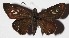  ( - 16-SRNP-65113)  @13 [ ] CreativeCommons  Attribution Non-Commercial Share-Alike (2017) Daniel H. Janzen Guanacaste Dry Forest Conservation Fund
