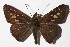  ( - 16-SRNP-65316)  @15 [ ] CreativeCommons  Attribution Non-Commercial Share-Alike (2017) Daniel H. Janzen Guanacaste Dry Forest Conservation Fund