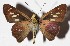  ( - 16-SRNP-65316)  @14 [ ] CreativeCommons  Attribution Non-Commercial Share-Alike (2017) Daniel H. Janzen Guanacaste Dry Forest Conservation Fund
