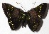  ( - 16-SRNP-70322)  @13 [ ] CreativeCommons  Attribution Non-Commercial Share-Alike (2017) Daniel H. Janzen Guanacaste Dry Forest Conservation Fund