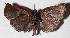  ( - 16-SRNP-70643)  @13 [ ] CreativeCommons  Attribution Non-Commercial Share-Alike (2017) Daniel H. Janzen Guanacaste Dry Forest Conservation Fund