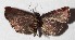  ( - 16-SRNP-70661)  @13 [ ] CreativeCommons  Attribution Non-Commercial Share-Alike (2017) Daniel H. Janzen Guanacaste Dry Forest Conservation Fund