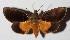  ( - 16-SRNP-75111)  @14 [ ] CreativeCommons  Attribution Non-Commercial Share-Alike (2017) Daniel H. Janzen Guanacaste Dry Forest Conservation Fund