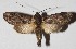  ( - 16-SRNP-75342)  @14 [ ] CreativeCommons  Attribution Non-Commercial Share-Alike (2017) Daniel H. Janzen Guanacaste Dry Forest Conservation Fund
