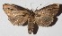  ( - 16-SRNP-75427)  @14 [ ] CreativeCommons  Attribution Non-Commercial Share-Alike (2017) Daniel H. Janzen Guanacaste Dry Forest Conservation Fund