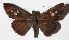  ( - 16-SRNP-75517)  @14 [ ] CreativeCommons  Attribution Non-Commercial Share-Alike (2017) Daniel H. Janzen Guanacaste Dry Forest Conservation Fund