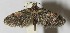  (Eupithecia Janzen58 - 10-SRNP-35246)  @14 [ ] CreativeCommons - Attribution Non-Commercial Share-Alike (2010) Daniel H. Janzen Guanacaste Dry Forest Conservation Fund
