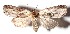  (Elaeognatha melanosticta - 13-SRNP-71778)  @14 [ ] CreativeCommons - Attribution Non-Commercial Share-Alike (2015) Daniel H. Janzen Guanacaste Dry Forest Conservation Fund