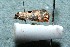  ( - 04-SRNP-24951)  @12 [ ] CreativeCommons  Attribution Non-Commercial Share-Alike (2017) Daniel H. Janzen Guanacaste Dry Forest Conservation Fund
