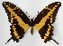  (Heraclides rumiko - 10-SRNP-13011)  @15 [ ] CreativeCommons - Attribution Non-Commercial Share-Alike (2015) Daniel H. Janzen Guanacaste Dry Forest Conservation Fund