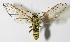  (Sphecosoma cognatumDHJ05 - 11-SRNP-76592)  @14 [ ] CreativeCommons - Attribution Non-Commercial Share-Alike (2014) Daniel H. Janzen Guanacaste Dry Forest Conservation Fund