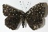  ( - 12-SRNP-44754)  @14 [ ] CreativeCommons  Attribution Non-Commercial Share-Alike (2017) Daniel H. Janzen Guanacaste Dry Forest Conservation Fund