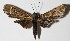  ( - 12-SRNP-5350)  @14 [ ] CreativeCommons  Attribution Non-Commercial Share-Alike (2017) Daniel H. Janzen Guanacaste Dry Forest Conservation Fund