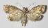  ( - 12-SRNP-5455)  @13 [ ] CreativeCommons  Attribution Non-Commercial Share-Alike (2017) Daniel H. Janzen Guanacaste Dry Forest Conservation Fund