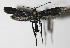  (unclassified Zygaenidae - 12-SRNP-86612)  @14 [ ] CreativeCommons  Attribution Non-Commercial Share-Alike (2017) Daniel H. Janzen Guanacaste Dry Forest Conservation Fund