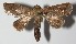  ( - 12-SRNP-86691)  @12 [ ] CreativeCommons  Attribution Non-Commercial Share-Alike (2017) Daniel H. Janzen Guanacaste Dry Forest Conservation Fund