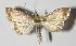  ( - 12-SRNP-87227)  @13 [ ] CreativeCommons  Attribution Non-Commercial Share-Alike (2017) Daniel H. Janzen Guanacaste Dry Forest Conservation Fund