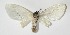  ( - 13-SRNP-107)  @11 [ ] CreativeCommons  Attribution Non-Commercial Share-Alike (2017) Daniel H. Janzen Guanacaste Dry Forest Conservation Fund