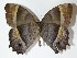  ( - 13-SRNP-20153)  @11 [ ] CreativeCommons  Attribution Non-Commercial Share-Alike (2017) Daniel H. Janzen Guanacaste Dry Forest Conservation Fund
