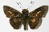  (Metron chrysogastra - 13-SRNP-20236)  @15 [ ] CreativeCommons  Attribution Non-Commercial Share-Alike (2017) Daniel H. Janzen Guanacaste Dry Forest Conservation Fund