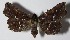 ( - 13-SRNP-40471)  @14 [ ] CreativeCommons  Attribution Non-Commercial Share-Alike (2017) Daniel H. Janzen Guanacaste Dry Forest Conservation Fund