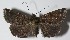  ( - 13-SRNP-40972)  @14 [ ] CreativeCommons  Attribution Non-Commercial Share-Alike (2017) Daniel H. Janzen Guanacaste Dry Forest Conservation Fund