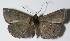  ( - 13-SRNP-40972)  @13 [ ] CreativeCommons  Attribution Non-Commercial Share-Alike (2017) Daniel H. Janzen Guanacaste Dry Forest Conservation Fund