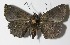  ( - 13-SRNP-40973)  @13 [ ] CreativeCommons  Attribution Non-Commercial Share-Alike (2017) Daniel H. Janzen Guanacaste Dry Forest Conservation Fund