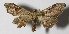 ( - 13-SRNP-41001)  @14 [ ] CreativeCommons  Attribution Non-Commercial Share-Alike (2017) Daniel H. Janzen Guanacaste Dry Forest Conservation Fund