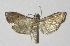  (spiloBioLep01 BioLep414 - 13-SRNP-532)  @11 [ ] CreativeCommons  Attribution Non-Commercial Share-Alike (2017) Daniel H. Janzen Guanacaste Dry Forest Conservation Fund